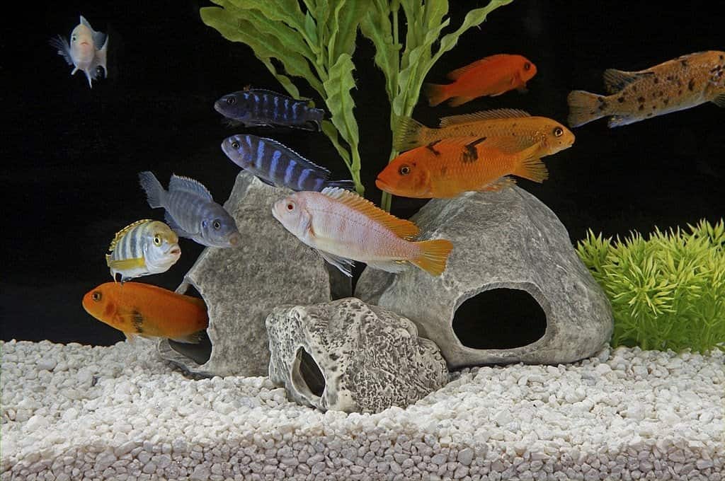 MALAWI Cichlid