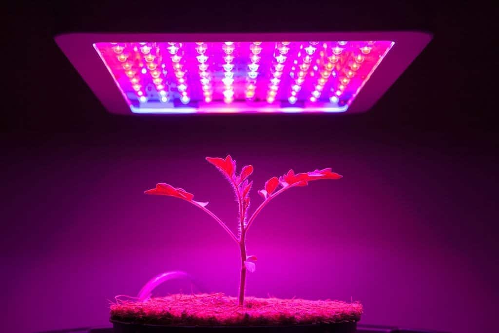 image of grow light